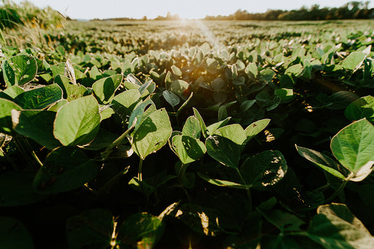 Sustainable Luxury